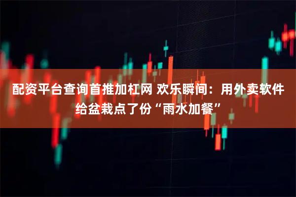 配资平台查询首推加杠网 欢乐瞬间:用外卖软件给盆栽点了份“雨水加餐”